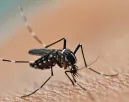 Nem kell több szúnyogriasztó spray: ezt az 5 növényt ki nem állják a vérszívók Nem kell több szúnyogriasztó spray: ezt az 5 növényt ki nem állják a vérszívók