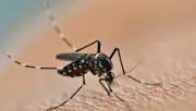 Nem kell több szúnyogriasztó spray: ezt az 5 növényt ki nem állják a vérszívók