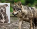 Farkas párosodott a pitbullal: így néznek ki a különleges kölykök - Videó Farkas párosodott a pitbullal: így néznek ki a különleges kölykök - Videó