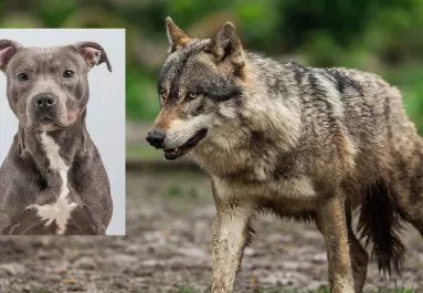 Farkas párosodott a pitbullal: így néznek ki a különleges kölykök - Videó