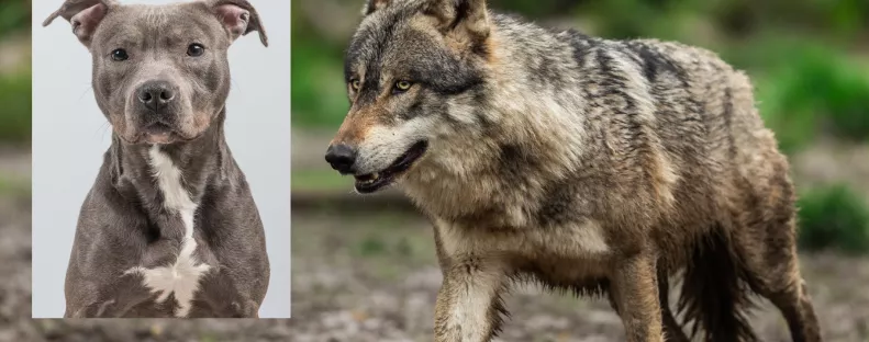 Farkas párosodott a pitbullal: így néznek ki a különleges kölykök - Videó