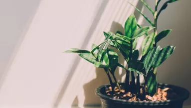 3 szerencsét hozó szobanövény, amivel felturbózhatod a pozitív energiáidat az újévben