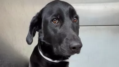 Rettegett a kutya, amikor menhelyre adták: a kétszavas magyarázatuk szívfacsaró