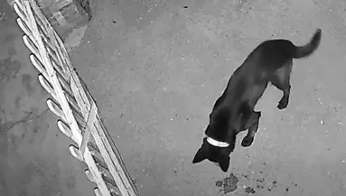 Zavarta a kapuvári nőt egy szomszéd kutya ugatása: amit tett, borzalmas