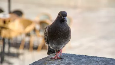 Figyelmeztet a kertész: ezt a dolgot soha ne hagyd a teraszon, mert odavonzza a galambokat
